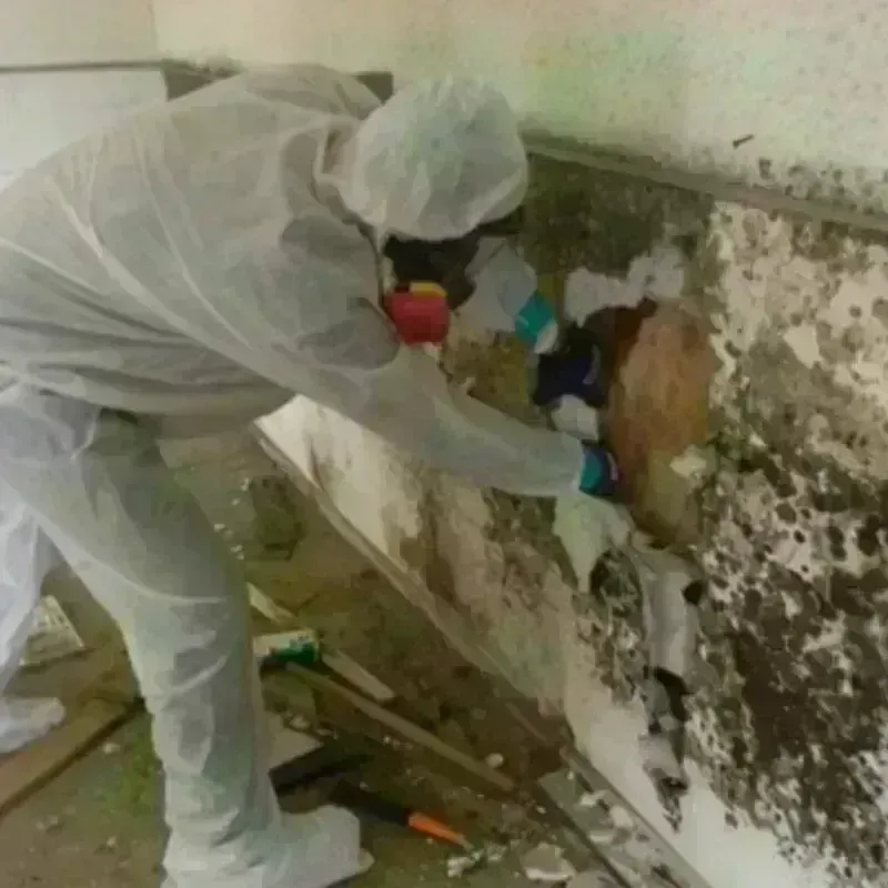 Mold Remediation and Removal in Parshall, ND